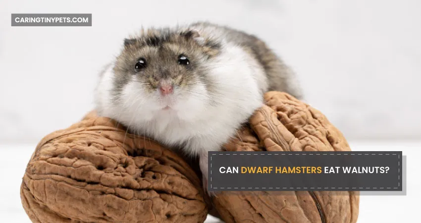 CAN DWARF HAMSTERS EAT WALNUTS