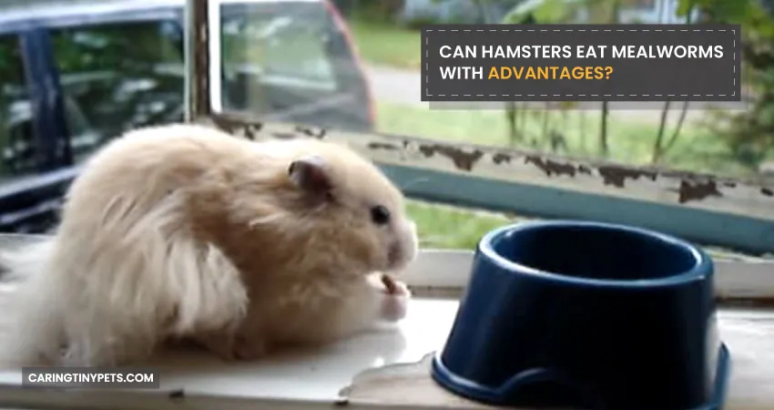 CAN HAMSTERS EAT MEALWORMS WITH ADVANTAGES