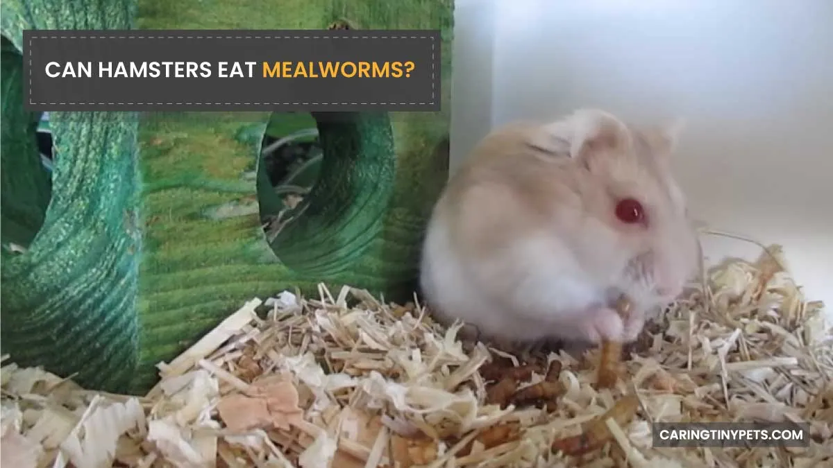 CAN HAMSTERS EAT MEALWORMS
