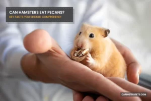 Can Hamsters Eat Pecans? Key Facts You Should Comprehend!
