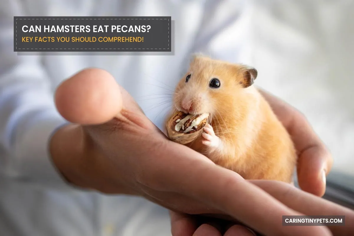 CAN HAMSTERS EAT PECANS KEY FACTS YOU SHOULD COMPREHEND
