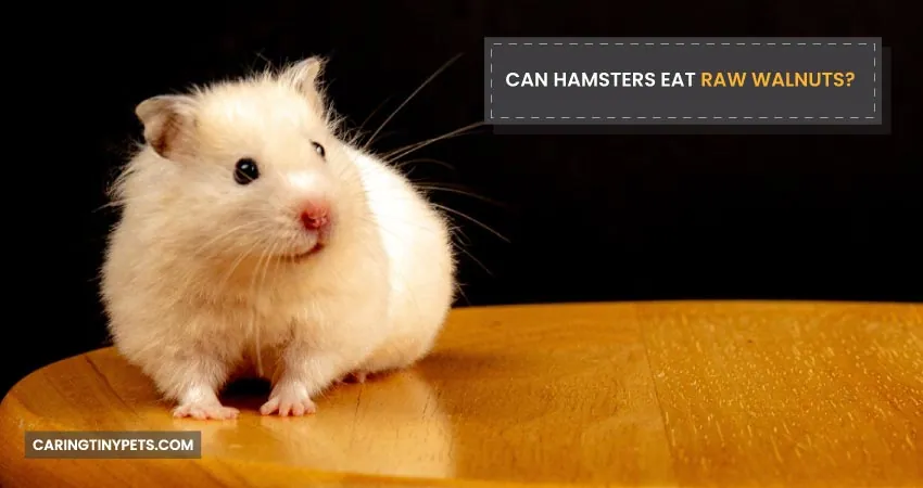 CAN HAMSTERS EAT RAW WALNUTS