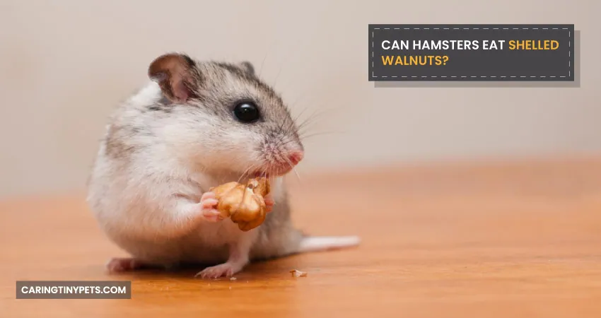 CAN HAMSTERS EAT SHELLED WALNUTS