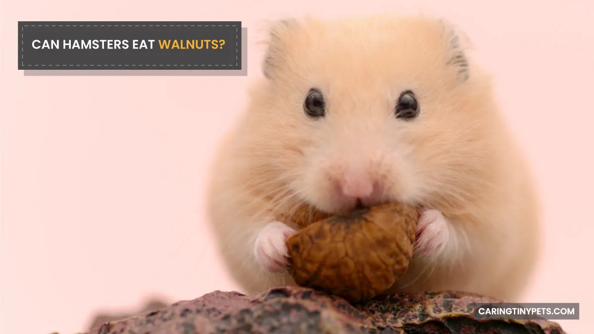CAN HAMSTERS EAT WALNUTS A COMPREHENSIVE GUIDE TO FEEDING