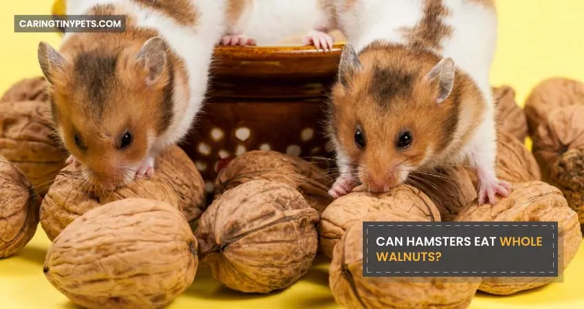 CAN HAMSTERS EAT WHOLE WALNUTS