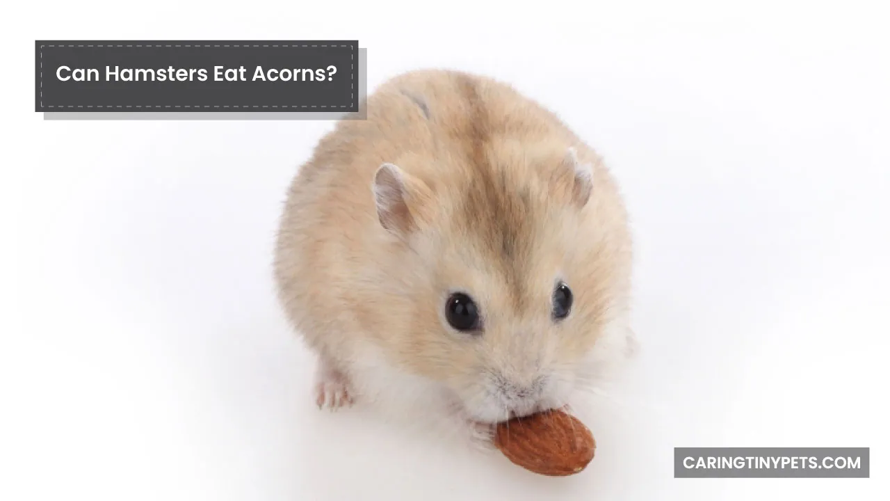 Can Hamsters Eat Acorns