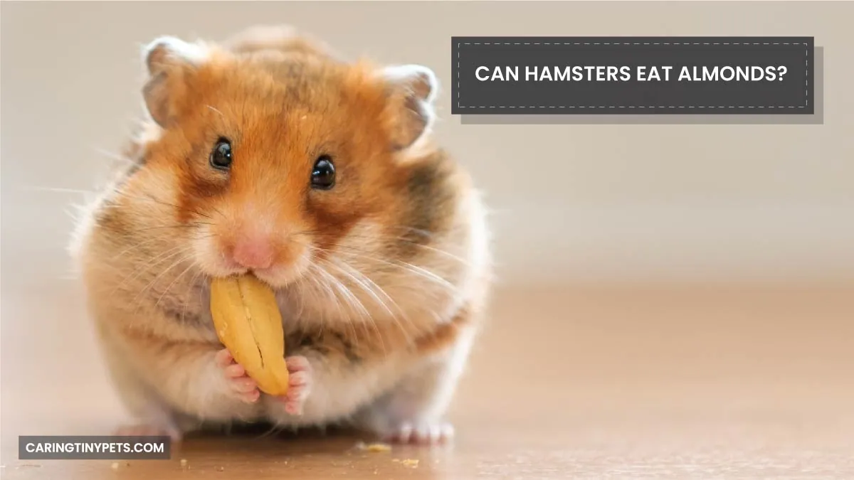 Can Hamsters Eat Almonds A Detailed Guide to Feeding