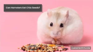 Can Hamsters Eat Chia Seeds? Is This A Healthy Diet?
