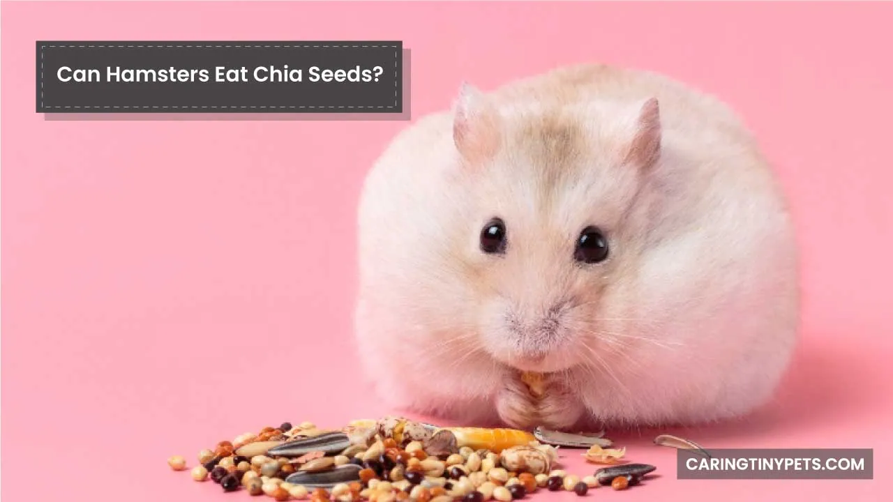 Can Hamsters Eat Chia Seeds