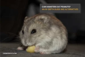 Can Hamsters Eat Peanuts? An In-Depth Guide and Alternatives