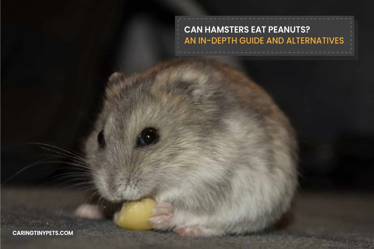 Can Hamsters Eat Peanuts An In Depth Guide and Alternatives