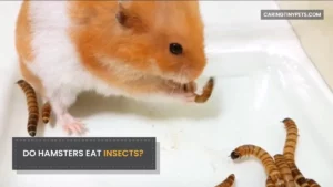 Do Hamsters Eat Insects? An Essential Read for Hamster Parents!