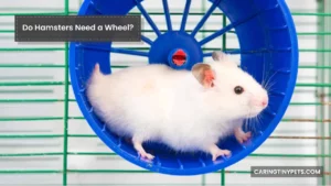 Do Hamsters Need a Wheel? 5 Benefits of Hamster Wheels