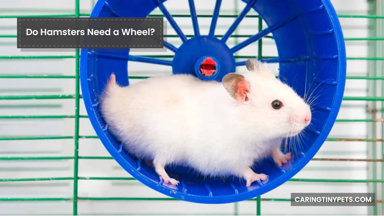 Do Hamsters Need a Wheel 5 Benefits of Hamster Wheels
