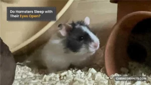 Do Hamsters Sleep with Their Eyes Open? Hamster Sleeping Habits