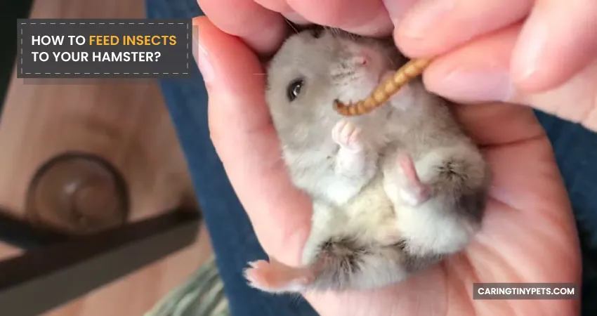 HOW TO FEED INSECTS TO YOUR HAMSTER