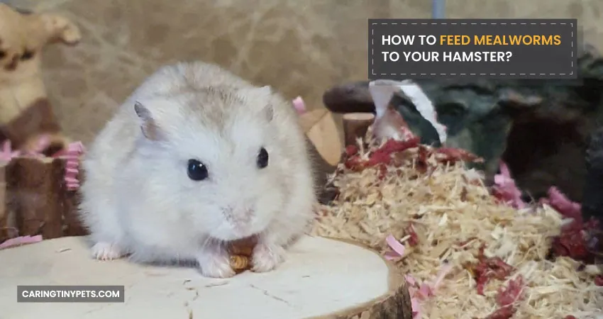 HOW TO FEED MEALWORMS TO YOUR HAMSTER