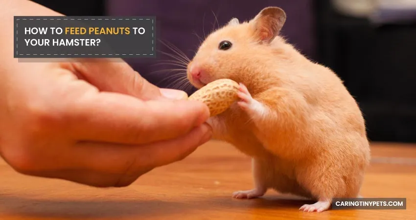 HOW TO FEED PEANUTS TO YOUR HAMSTER
