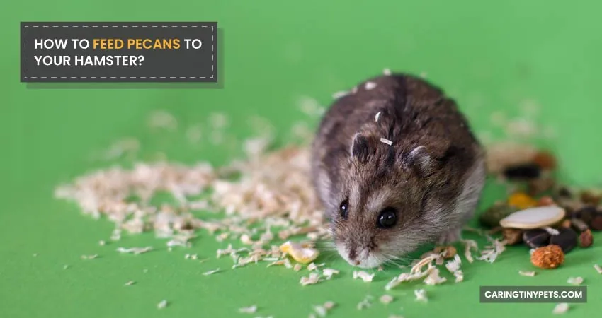 HOW TO FEED PECANS TO YOUR HAMSTER