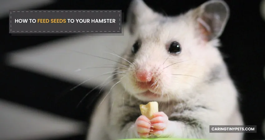 HOW TO FEED SEEDS TO YOUR HAMSTER