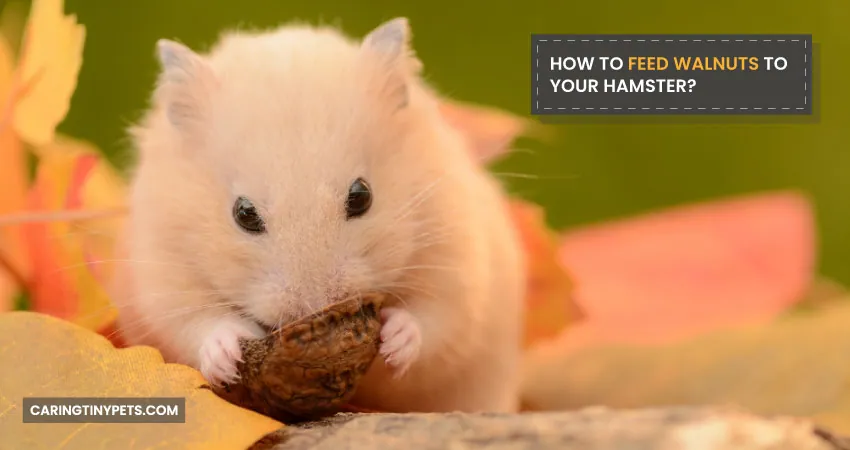 HOW TO FEED WALNUTS TO YOUR HAMSTER