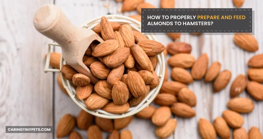 How to Properly Prepare and Feed Almonds to Hamsters