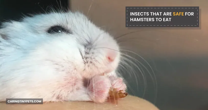 INSECTS THAT ARE SAFE FOR HAMSTERS TO EAT