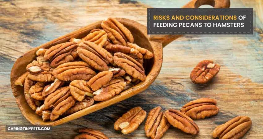 RISKS AND CONSIDERATIONS OF FEEDING PECANS TO HAMSTERS