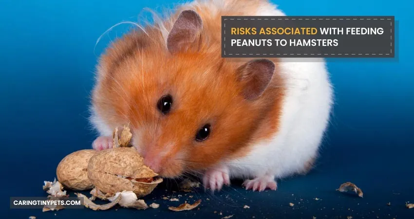 Risks Associated with Feeding Peanuts To Hamsters