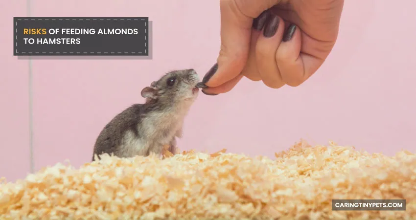 Risks of Feeding Almonds to Hamsters