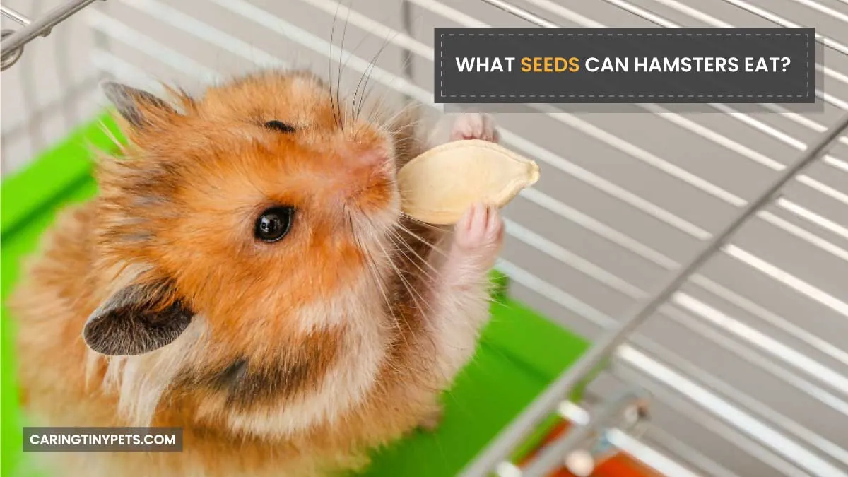 WHAT SEEDS CAN HAMSTERS EAT