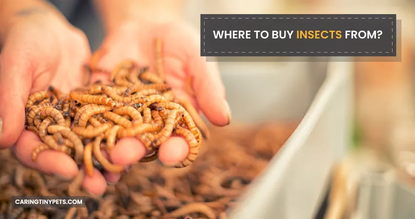 WHERE TO BUY INSECTS FROM