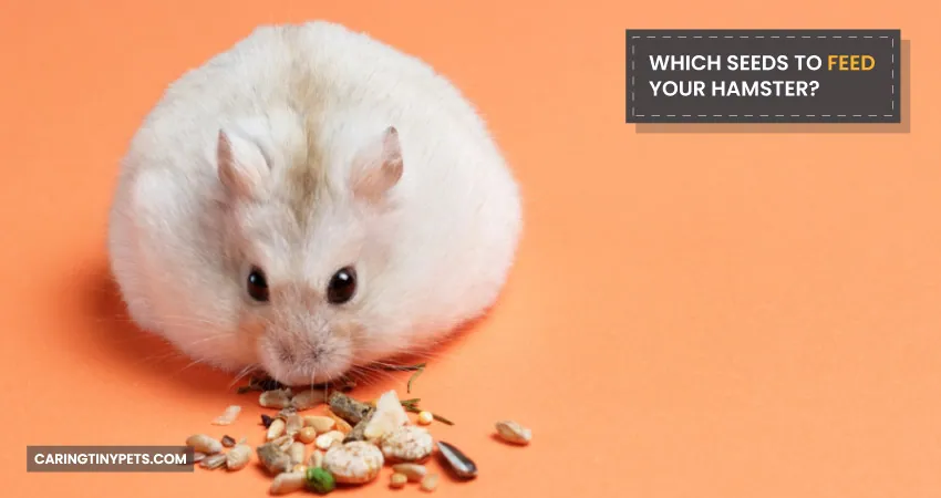 WHICH SEEDS TO FEED YOUR HAMSTER