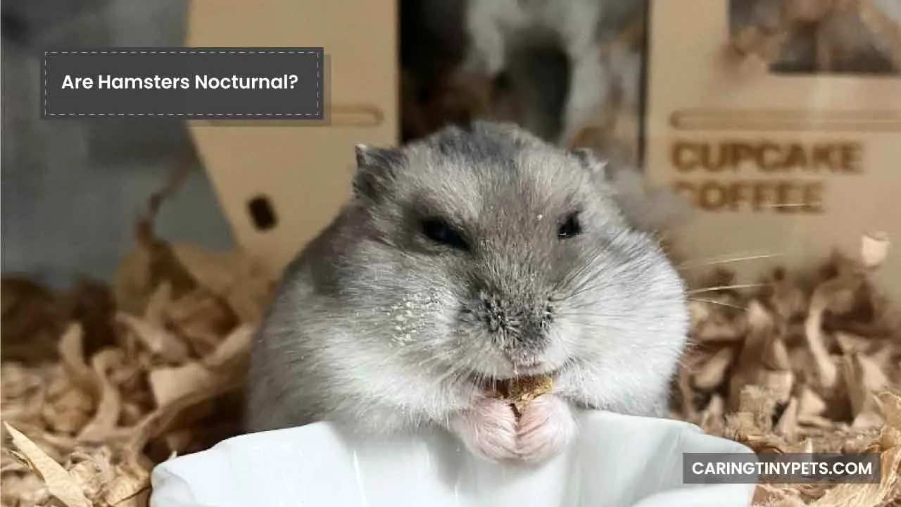 Are Hamsters Nocturnal