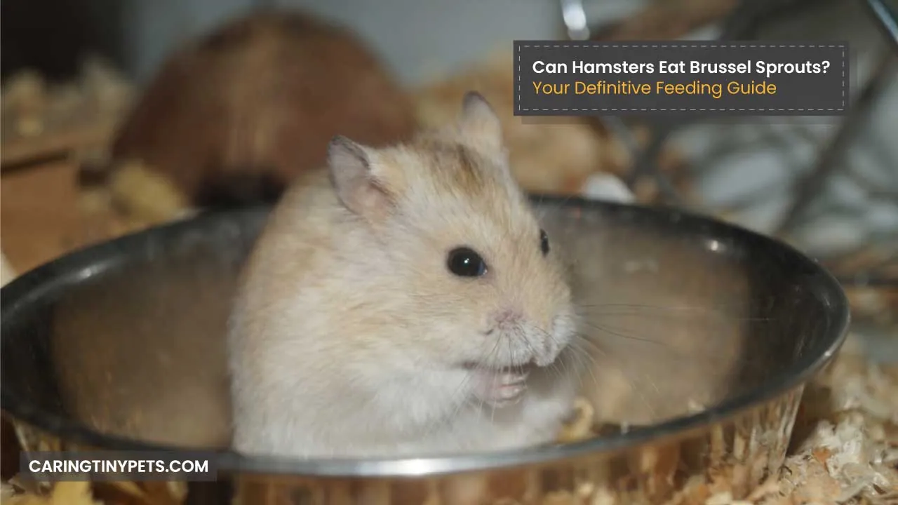 Can Hamsters Eat Brussel Sprouts Your Definitive Feeding Guide