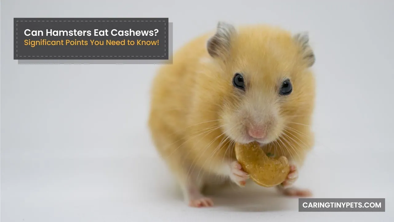 Can Hamsters Eat Cashews Significant Points You Need to Know