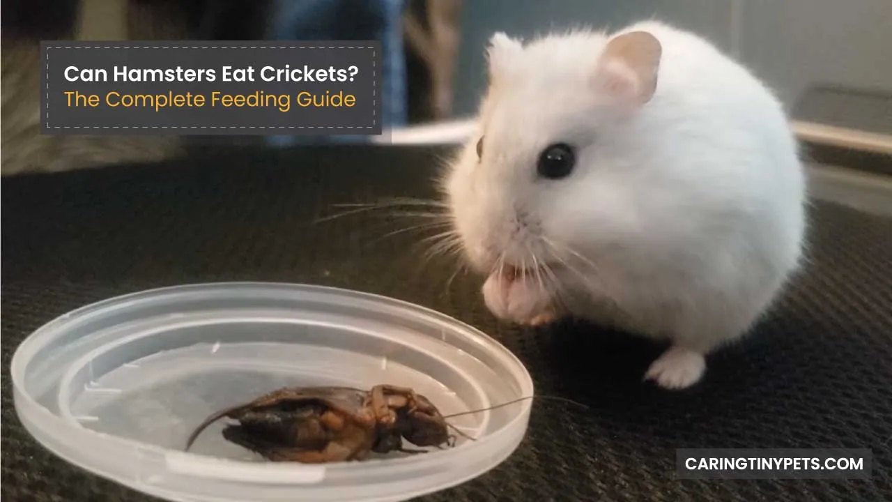 Can Hamsters Eat Crickets The Complete Feeding Guide