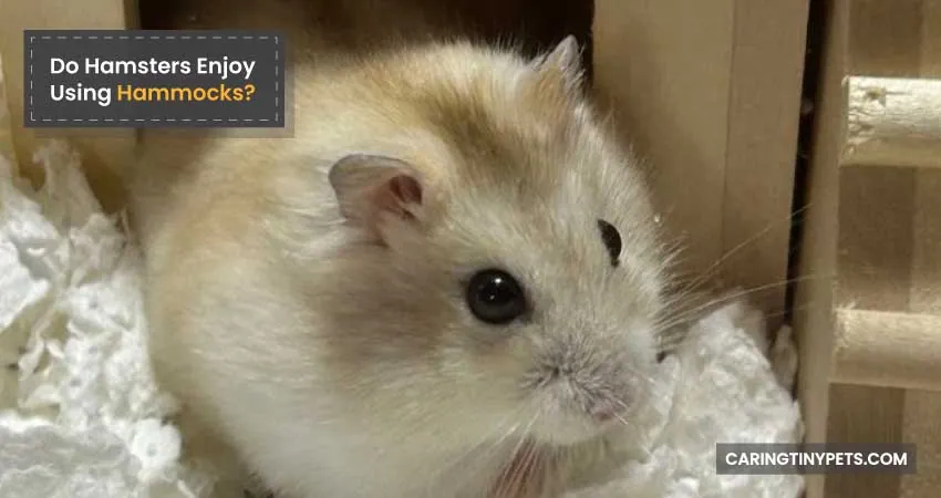 Do Hamsters Enjoy Using Hammocks