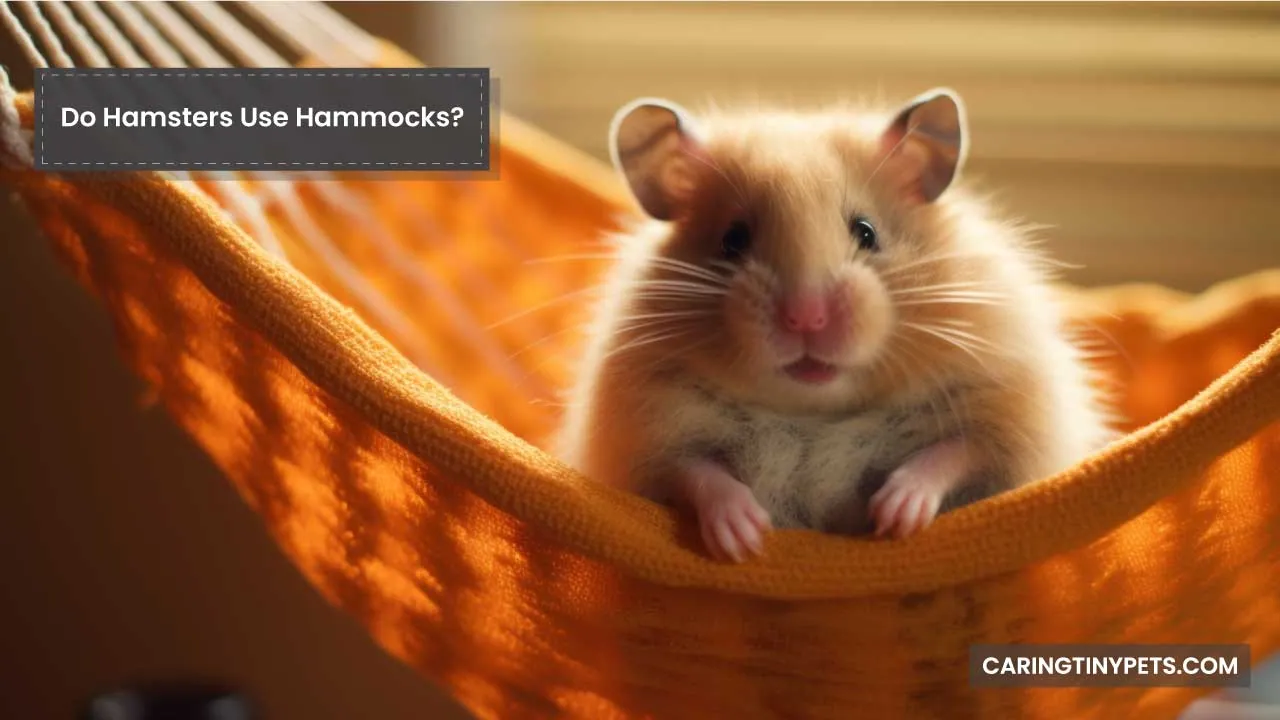 Do Hamsters Use Hammocks