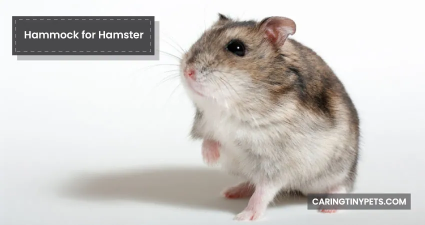 Hammock for Hamster