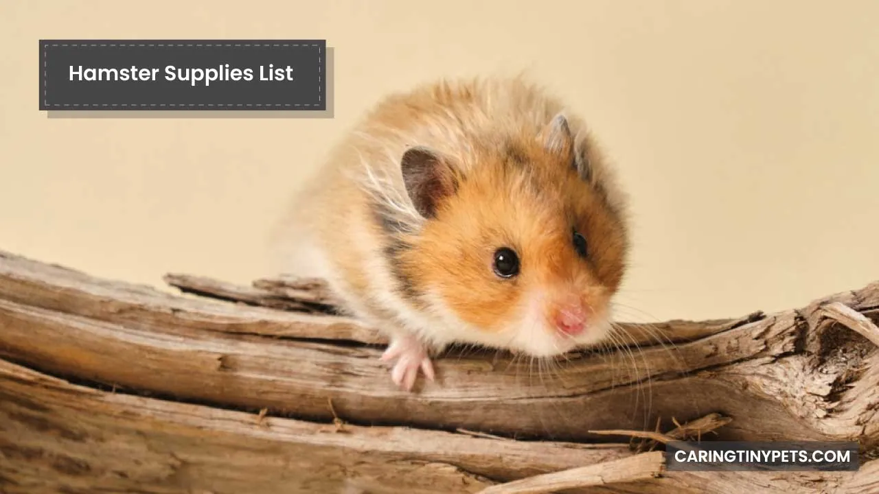 Hamster Supplies List