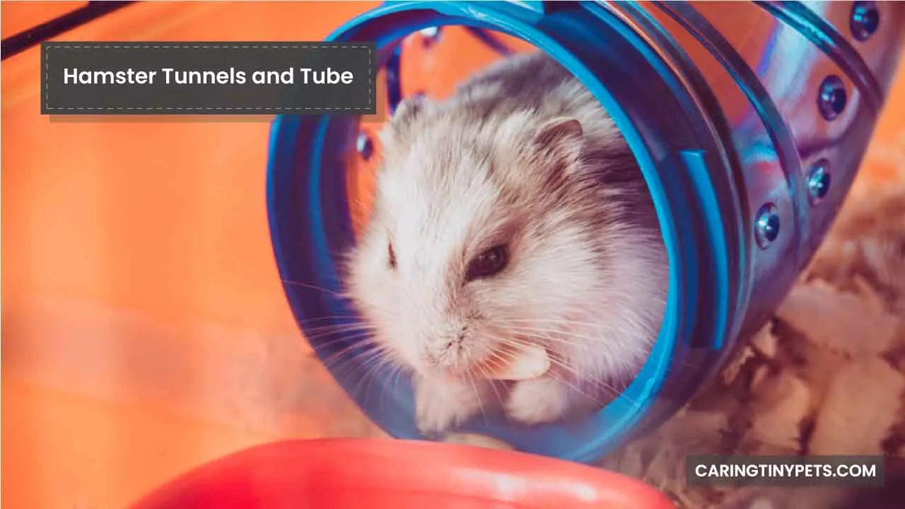 Hamster Tunnels and Tube