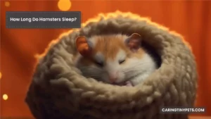 How Long Do Hamsters Sleep? Ideal Hamster Sleep Cycle