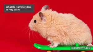 What Do Hamsters Like to Play With? [10 Best Toy List]