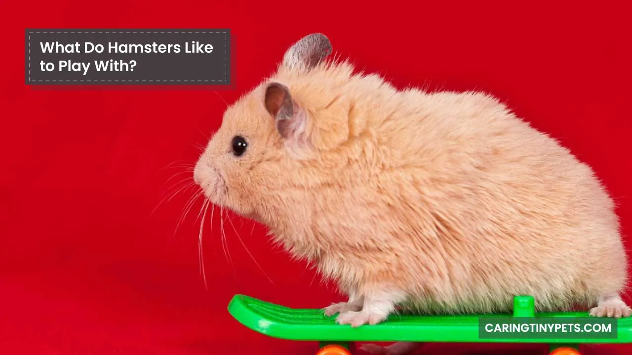 What Do Hamsters Like to Play With
