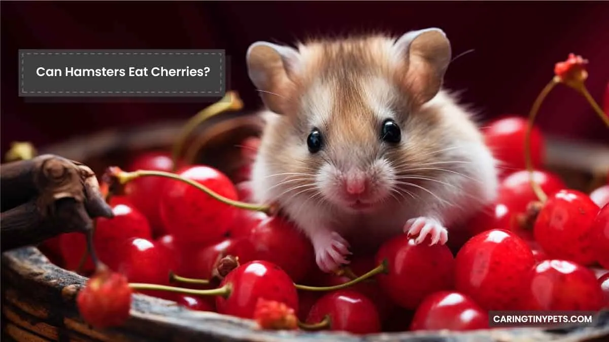 Can Hamsters Eat Cherries