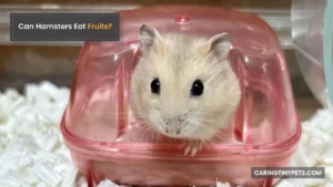 Can Hamsters Eat Fruits? (Safe and Unsafe Fruits List)