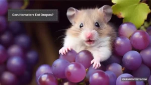 Can Hamsters Eat Grapes? Is it Safe or Not?