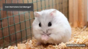 Can Hamsters Eat Mango? (Is This A Healthy Diet?)