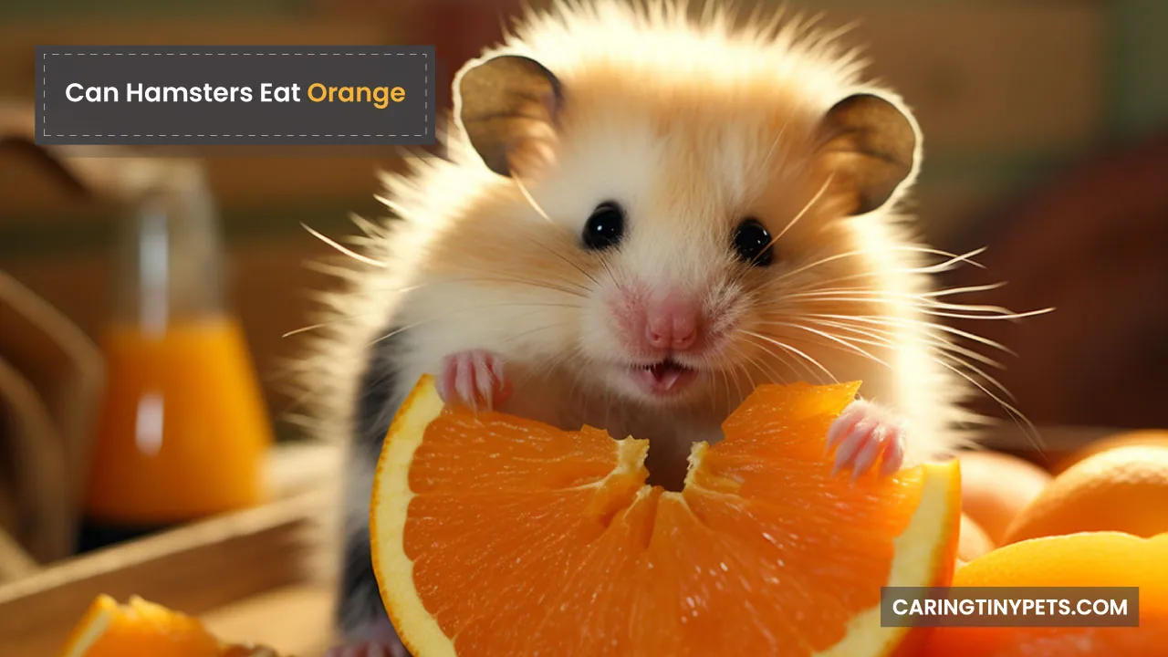 Can Hamsters Eat Orange